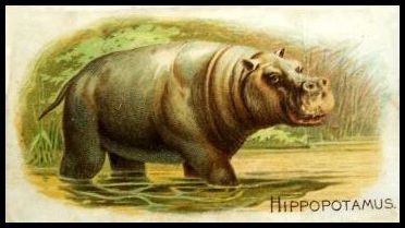21 Hippopotamus